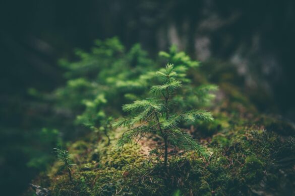 ISM - ¡Cursos Online en Medio Ambiente!