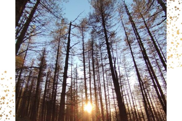 Felicitacion navideña colegio de geografos